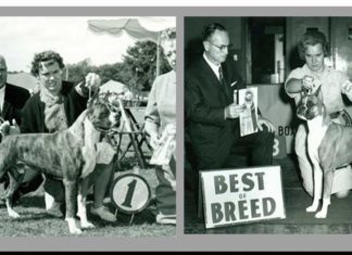 Unveiling the Majestic Boxer: A Comprehensive Guide to Unlocking the Secrets of this Ancient Breed’s Heritage, Distinctive Characteristics, Essential Care Practices, and Modern-Day Valuation.