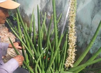 The Mighty Tusk Tree: Unveiling the Secrets of its Significance, Beauty, and Home Cultivation