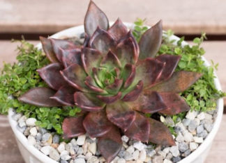 The Mystical Significance of Stone Lotus in Feng Shui