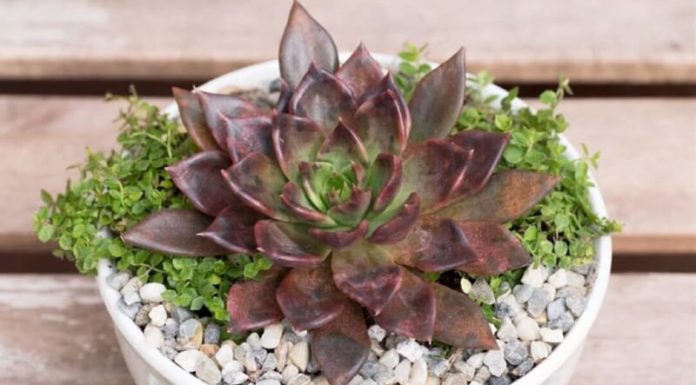 The Mystical Significance of Stone Lotus in Feng Shui