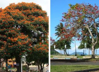 Uncover the Secrets of the Stunning Osaka Red: A Comprehensive Guide to its Meaning, Planting, and Care
