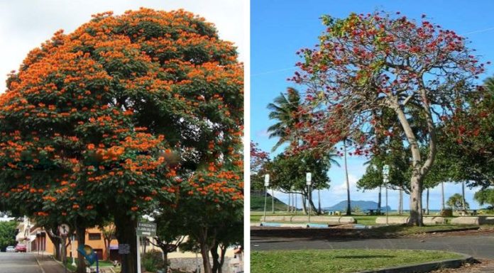 Uncover the Secrets of the Stunning Osaka Red: A Comprehensive Guide to its Meaning, Planting, and Care