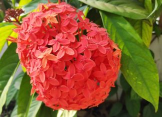 Uncover the Secrets of the Moonflower: Its Symbolism, Captivating Beauty, and How to Grow Them at Home