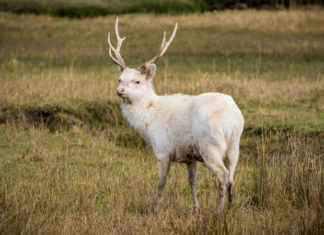 Unveiling the Significance of Deer-Inspired Feng Shui Objects