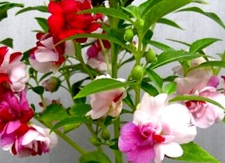 The Language of Flowers: Discover the Secrets of Nail Flowers, Their Meanings, and How to Grow and Care for Them.