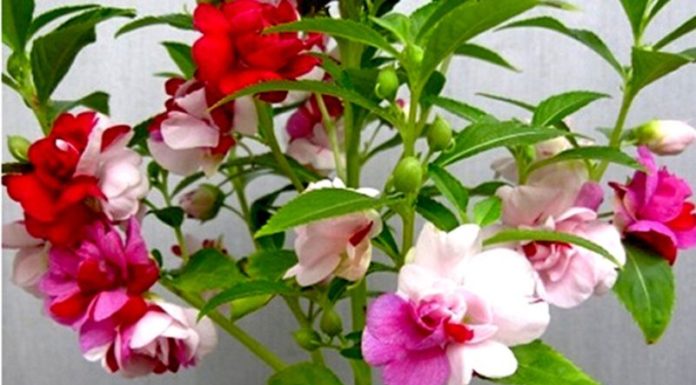 The Language of Flowers: Discover the Secrets of Nail Flowers, Their Meanings, and How to Grow and Care for Them.