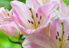 What Are the Benefits of Lily Essential Oil? How to Make It at Home.