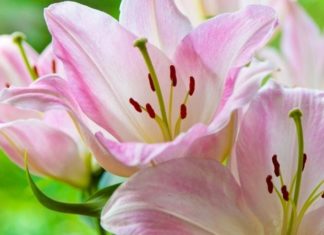 What Are the Benefits of Lily Essential Oil? How to Make It at Home.