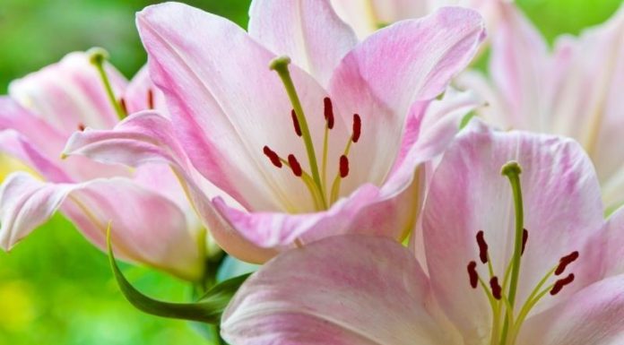 What Are the Benefits of Lily Essential Oil? How to Make It at Home.