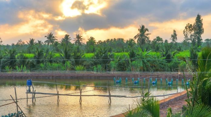 The Ultimate Guide to Cu Lao Dung (Soc Trang): A Tropical Paradise Unveiled