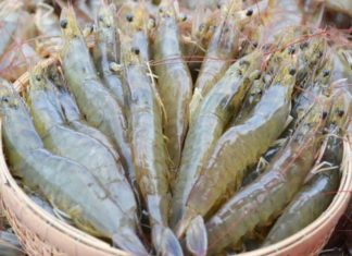 The Ultimate Guide to Storing Shrimp: A Simple Trick to Keep Them Fresh and Odor-Free