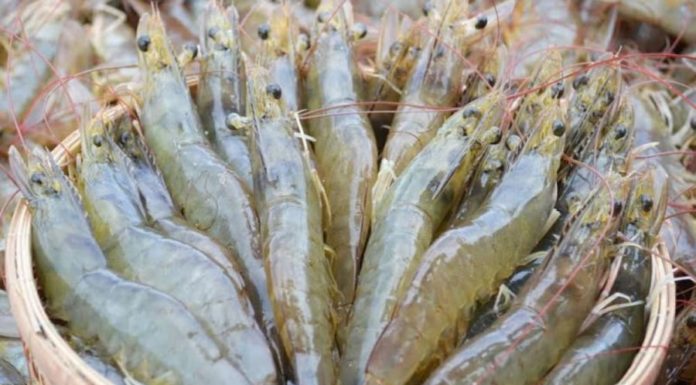 The Ultimate Guide to Storing Shrimp: A Simple Trick to Keep Them Fresh and Odor-Free