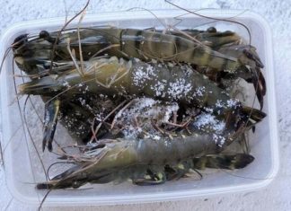 The Ultimate Guide to Preserving Fresh Shrimp with Sugar