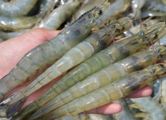 How Many Calories Are in Shrimp? Can Eating Shrimp Make You Fat?