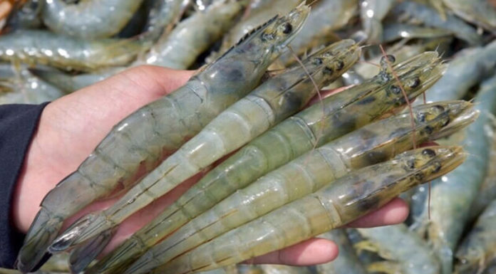 How Many Calories Are in Shrimp? Can Eating Shrimp Make You Fat?