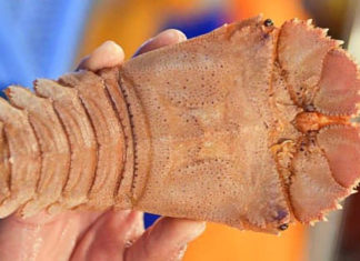 “The Enigmatic Red-Capped Shrimp: A Comprehensive Guide to this Delicate Delacy”