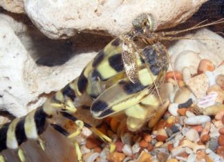 What is the Tiger Shrimp (Slender Giant Tiger Prawn) and How Much Does it Cost per Kilo?