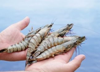 How to Tell the Difference Between Farmed and Wild Shrimp?