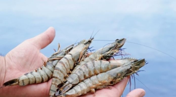 How to Tell the Difference Between Farmed and Wild Shrimp?