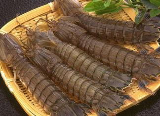 “The Ultimate Guide to Shrimp: Unlocking the Secrets of the Delicious ‘Tôm Tích’”