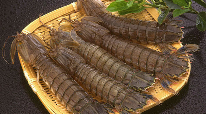 “The Ultimate Guide to Shrimp: Unlocking the Secrets of the Delicious ‘Tôm Tích’”