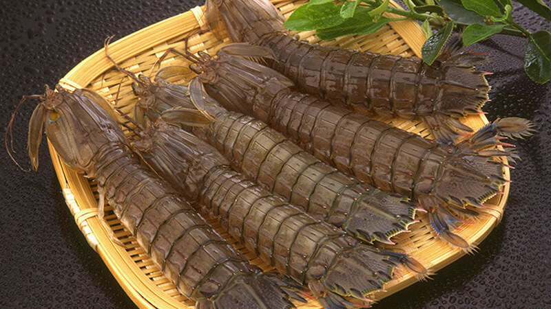 “The Ultimate Guide to Shrimp: Unlocking the Secrets of the Delicious ‘Tôm Tích’”