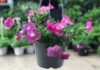 The Ultimate Guide to 12 Stunning Ornamental Plants: Easy to Grow, Easy to Care For