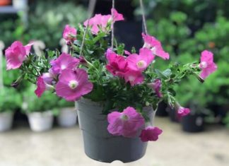 The Ultimate Guide to 12 Stunning Ornamental Plants: Easy to Grow, Easy to Care For