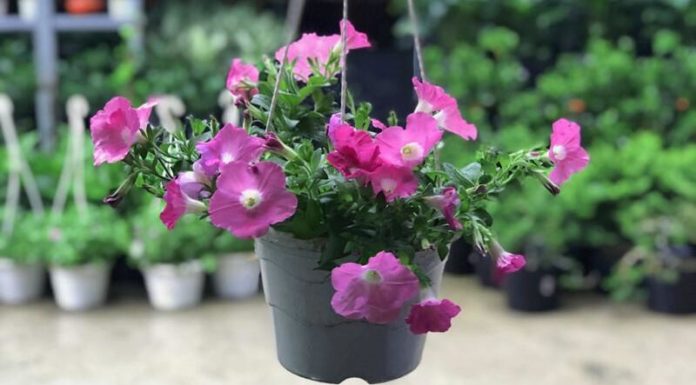 The Ultimate Guide to 12 Stunning Ornamental Plants: Easy to Grow, Easy to Care For