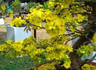 The Ultimate Guide to 10 Stunning Golden Apricot Plants: Unlocking the Secrets of Their Auspicious Feng Shui Meanings for the Lunar New Year