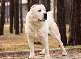 The Ultimate Guide to 31 Dog Breeds Around the World