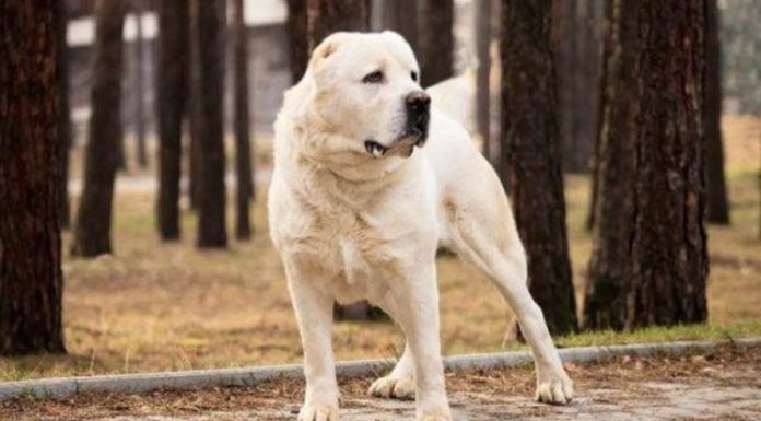 The Ultimate Guide to 31 Dog Breeds Around the World