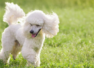 The Ultimate Guide to Training Your Poodle: 6 Essential Methods