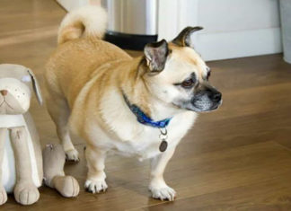 The Ultimate Guide to the 7 Best Dog Collar Styles: A Canine Fashion Statement