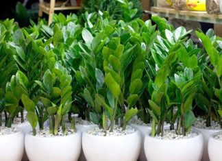 The Top 8 Lucky Trees to Place on Your Altar for Abundant Wealth and Prosperity