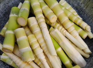 The Ultimate Guide to Edible Bambooshoot Varieties