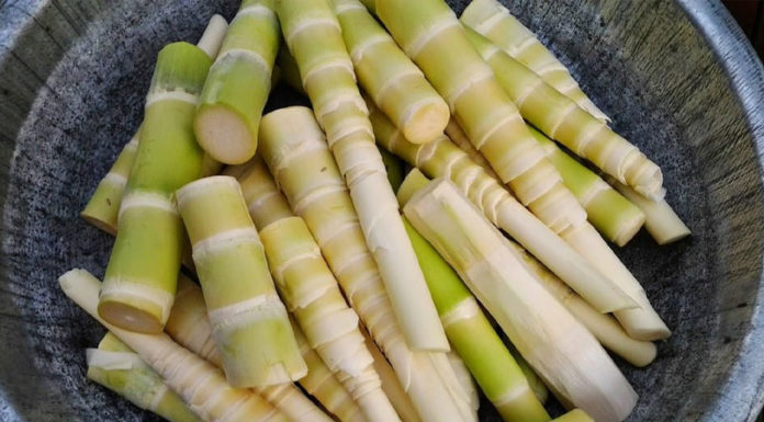 The Ultimate Guide to Edible Bambooshoot Varieties