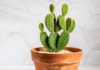 The Ultimate Guide to 10 Adorable Mini Cacti: A Favorite Among Plant Enthusiasts