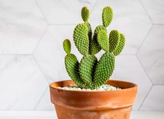 The Ultimate Guide to 10 Adorable Mini Cacti: A Favorite Among Plant Enthusiasts