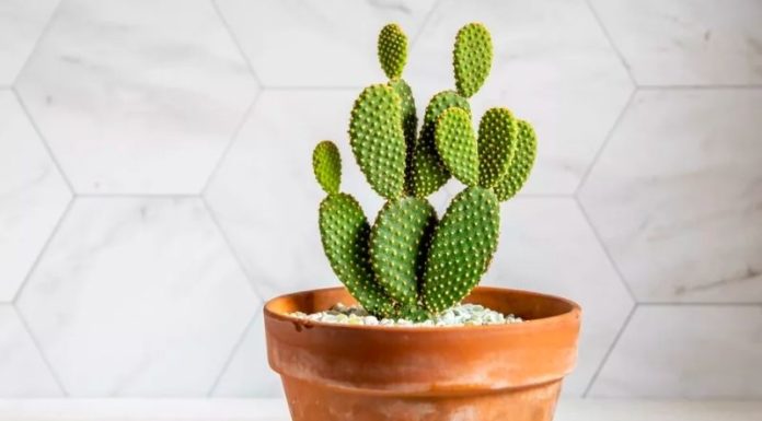 The Ultimate Guide to 10 Adorable Mini Cacti: A Favorite Among Plant Enthusiasts