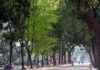 The Top 10 Urban Trees: A Guide to the Most Commonly Planted Species