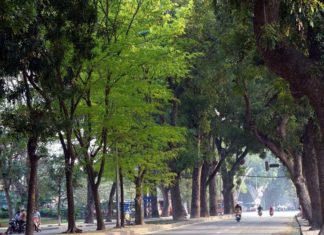 The Top 10 Urban Trees: A Guide to the Most Commonly Planted Species