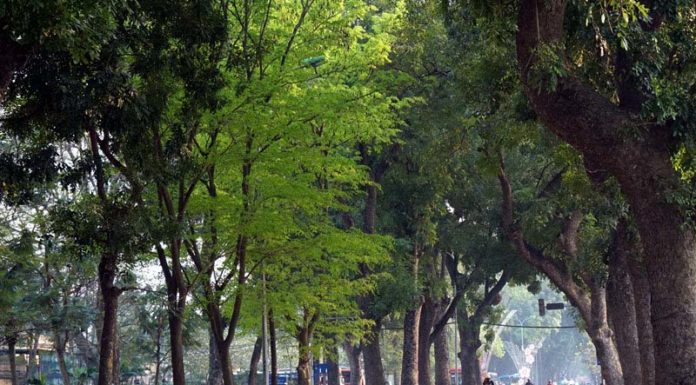 The Top 10 Urban Trees: A Guide to the Most Commonly Planted Species