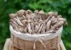 The Ultimate Guide to Storing Termite Mushrooms: Tips for Extended Freshness