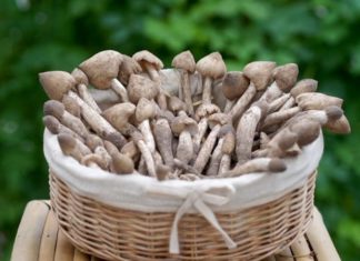 The Ultimate Guide to Storing Termite Mushrooms: Tips for Extended Freshness