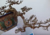 The Ultimate Guide to the Best Bonsai Trees for Tet 2024