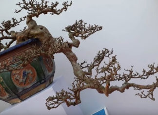 The Ultimate Guide to the Best Bonsai Trees for Tet 2024