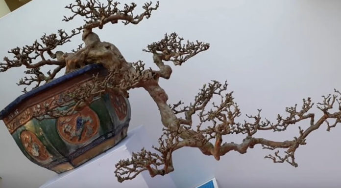 The Ultimate Guide to the Best Bonsai Trees for Tet 2024