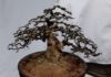 The Top 20 Desktop Bonsai Trees for Good Feng Shui