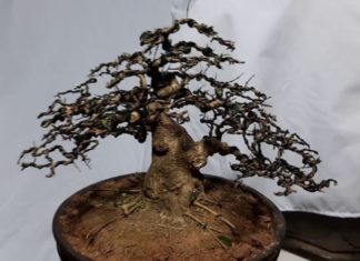 The Top 20 Desktop Bonsai Trees for Good Feng Shui